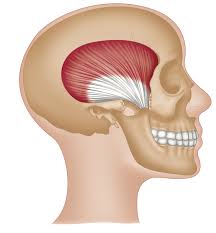 <p>Name muscle and its function</p>