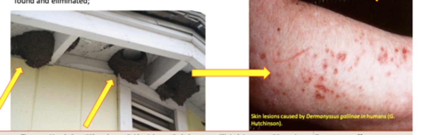 <p>Enter infested poultry sheds during the night/early morning</p><p>In houses/hospitals after the wild birds leave the nests built on eaves;</p><p>The bites are painful</p>