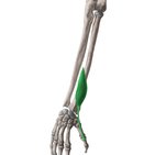 what muscle is this 