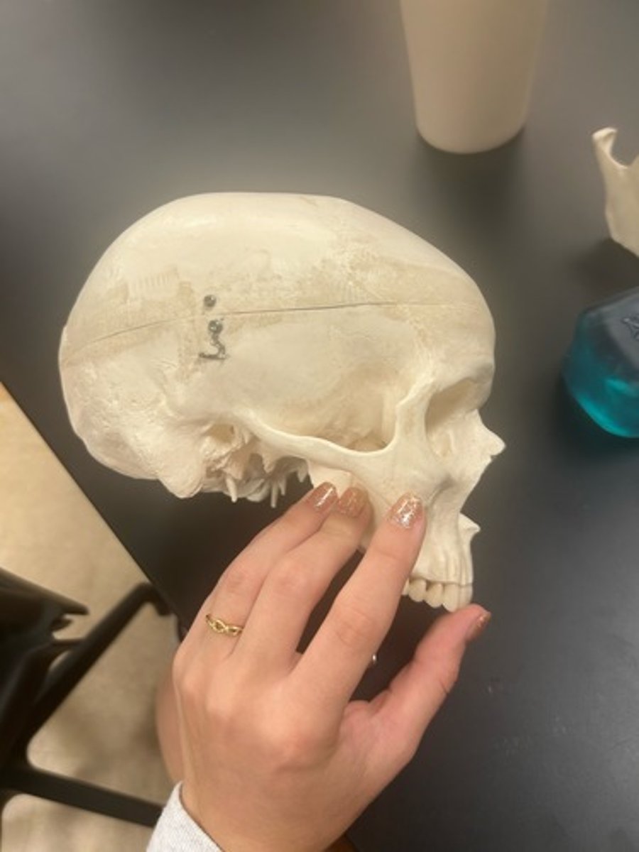 <p>name the bone</p>