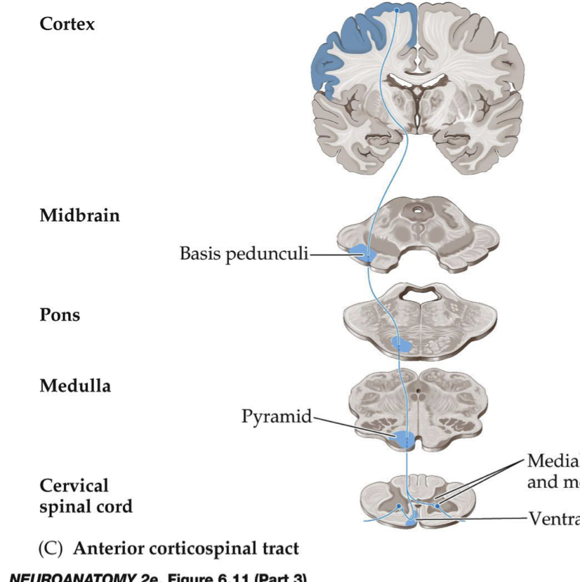 <ul><li><p>Originates at PMC and Supplementary Motor Cortex</p><ul><li><p>Internal Capsule &gt; Posterior Limb</p></li><li><p>Midbrain &gt; Middle 1/3 of Basis Pedunculi</p></li><li><p>Ventral Anterior Pons</p></li><li><p>Medulla &gt; Pyramidal Decussation (but doesn’t cross over)</p></li><li><p>Medial SC</p></li><li><p>Enters Anterior Horn to synapse on LMN</p></li></ul></li><li><p>Ends Thoracic Cord</p></li></ul>