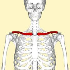 <p>s shaped bone joining the scalpula and the sternum </p>