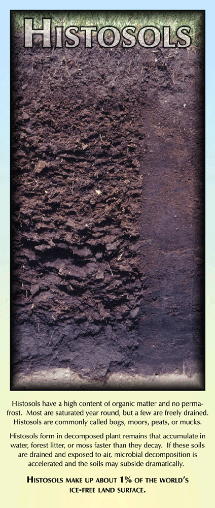 <p>Histosols, peats, and mucks.</p>