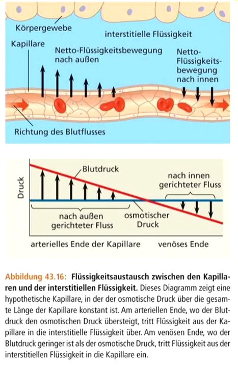 In Kapillaren herrscht hoher Strömungswiderstand. 

**Abgabe von Stoffen**: Flüssigkeit verlässt die Kapillare, wenn Blutdruck höher ist als Druck in umgebender, interstitieller Flüssigkeit des Gewebes 

\
**Aufnahme in die Kapillare**: 

Flüssigkeit strömt in die Kapillare, wenn osmotischer Druck außen höher ist als Blutdruck in der Kapillare, so werden Stoffe in Kapillargefäße aufgenommen