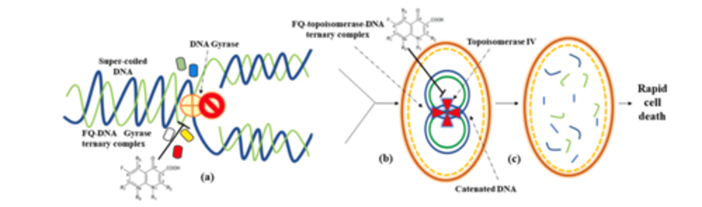 <p>- (a) A ternary FQ/DNA/DNA gyrase complex leads to slow death of the bacteria </p><p>- (b) Formation of an FQ/topo IV/DNA ternary complex leads to more rapid bacterial cell death</p><p>- fragmented DNA</p>