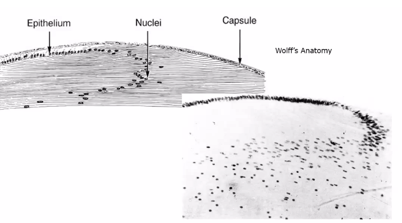 <p>fibre formation</p>