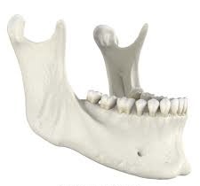 <p>Identify the bone.</p>
