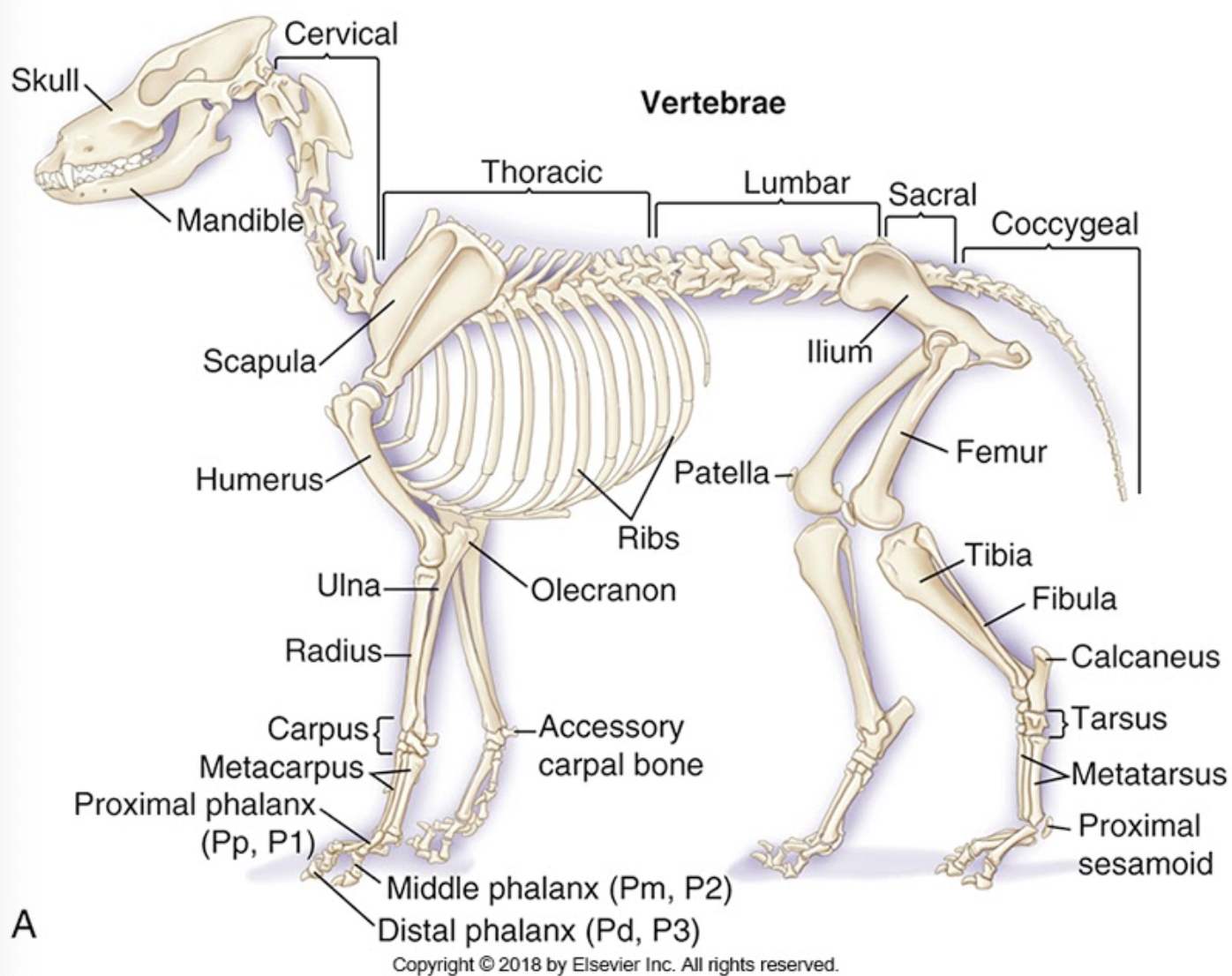 <p>skeleton</p>