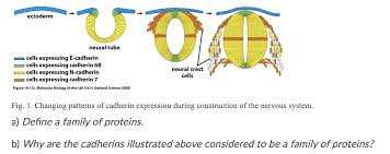 <ul><li><p>important for organsiation of tissues, such as the budding of the neural tube and the arrangement of tissue during embryogenesis </p><ul><li><p>during neural tube formation, tissue on either side of the budding tube express the same cadherins whilst a section in the middle expressed different cadherins</p></li></ul></li><li><p>H bonding between cadherins is relatively weak </p></li><li><p>the sheer no of cadherins make this interaction strong </p></li><li><p>multiple cadherin domains are held together by hinge regions </p></li><li><p>calcium binding to these hinge regions reduces the flexibility and causes them to reach out</p></li><li><p>homophilic interactions - cadherins on one cell type will only bind to the same type of cadherin on the other cell</p></li></ul><p></p>