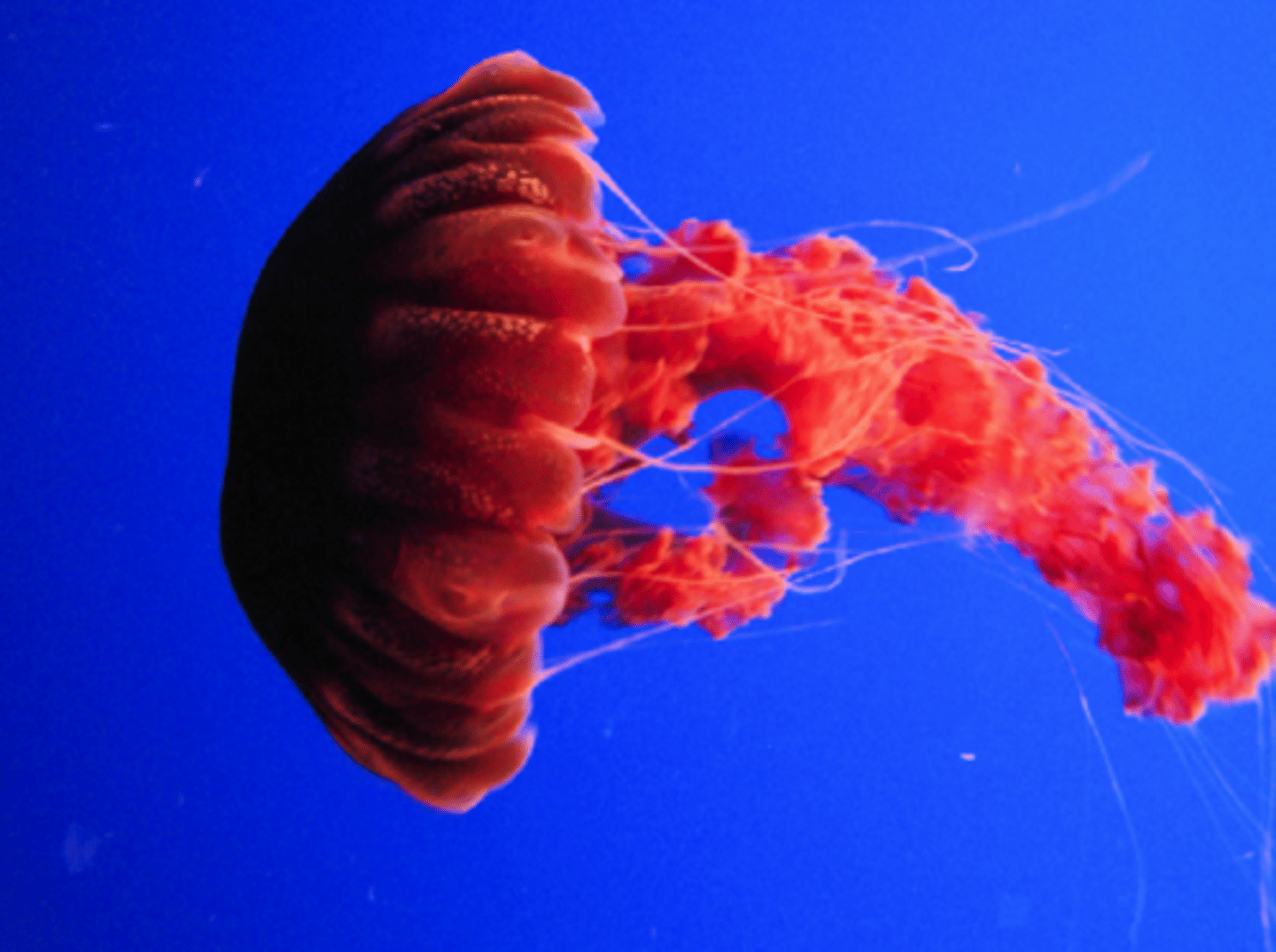 <p>aquatic</p>