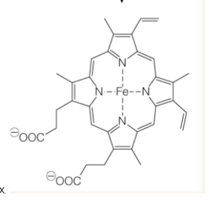 <p>iron porphyrin (conjugated tarapyrrole ring system). Fe2+ is bound to protoporphyrin IX.</p>
