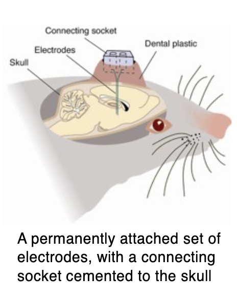 <p>→ neural activity implants made from thin metal wires with a fine tip that record single-unit recordings (the electrical activity of individual neurons; chronic or acute)</p><ul><li><p>Can be used in behaving animals to record action potentials</p></li><li><p>Wires are connected to a “socket” in the animal’s head so that it can be “plugged” into a recording system at any time</p></li></ul><p></p>