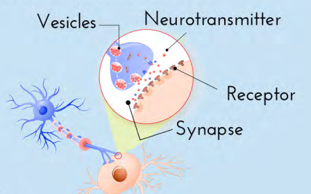 <p>Proteins on the dendrite (or muscles or glands) that are shaped to allow only certain neurotransmitters to bind there (like a reserved parking spot).</p><ul><li><p>When all are full the neurotransmitters must return to synapse.</p></li></ul>