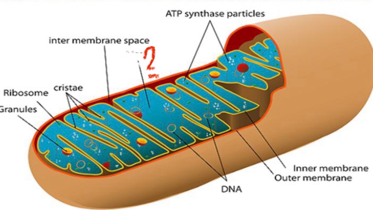 <p>What is indicated of the mitochondria?</p>