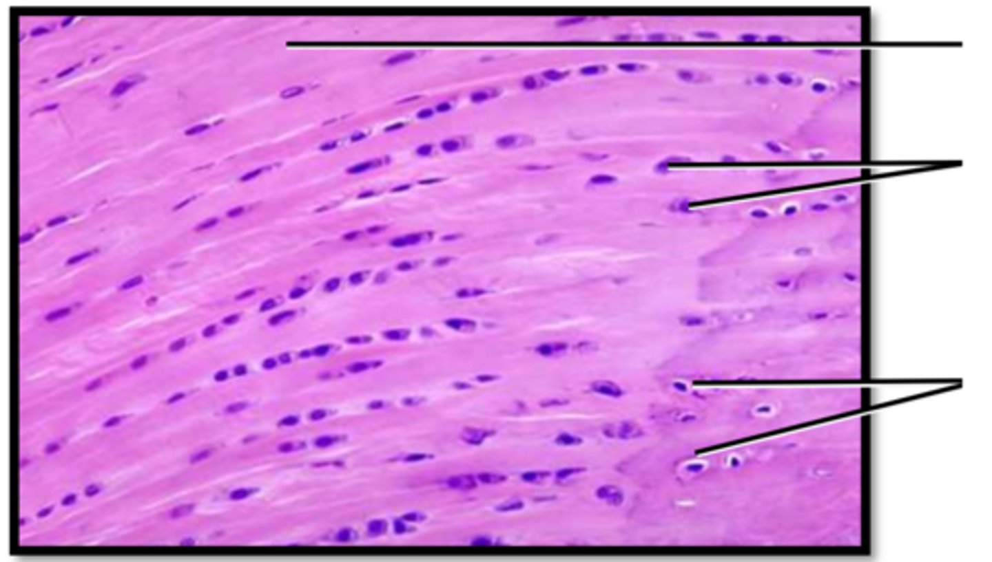 <p>what surrounds the cell? (bottom line)</p>