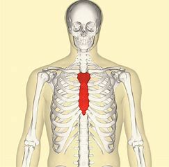 <p>What bone structure is highlighted?</p>