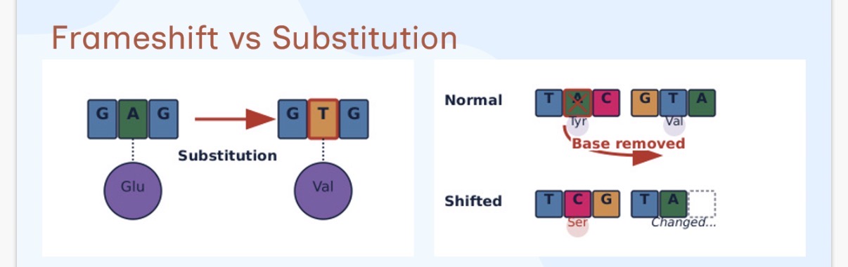 <ol><li><p>What is the difference between frameshift and substitution?</p></li></ol><p></p><p>A(n) …2? mutation can shift the …3? frame, causing every subsequent …4? to be misread during …5?</p>
