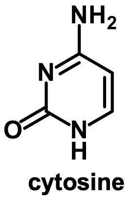 <p>cytosine</p>