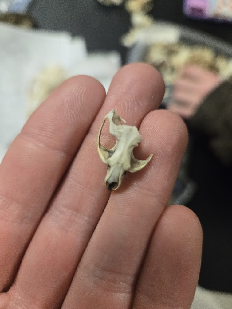 <p><span><span>▣ Dental Formula</span></span><br><span data-name="black_medium_square" data-type="emoji">◼</span><span><span> 1 0 0 3 = 16 teeth</span></span><br><span data-name="black_medium_square" data-type="emoji">◼</span><span><span> 1 0 0 3</span></span><br><span><span>▣ Large braincase that</span></span><br><span><span>narrows above eyes</span></span><br><span><span>▣ Wide zygomatic arch</span></span><br><span><span>▣ Incisive foramen long</span></span><br><span><span>and narrow</span></span><br><span><span>▣ Large infraorbital</span></span><br><span><span>foramen</span></span><br><span><span>▣ No notched incisors</span></span><br><span><span>▣ Fluted Teeth</span></span></p>