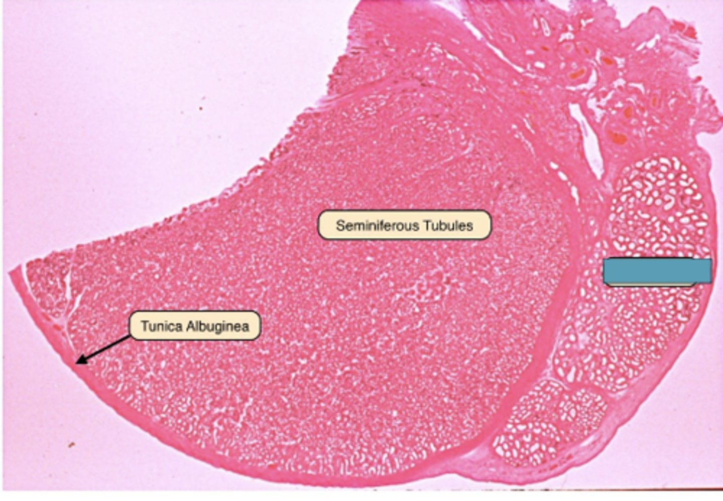 <p>Identify the organ</p>