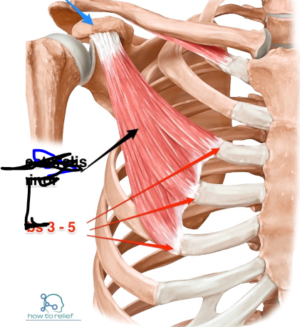 <p>O -rib 3-5 I -coracoid process PA -pull scapula forward and downward</p>