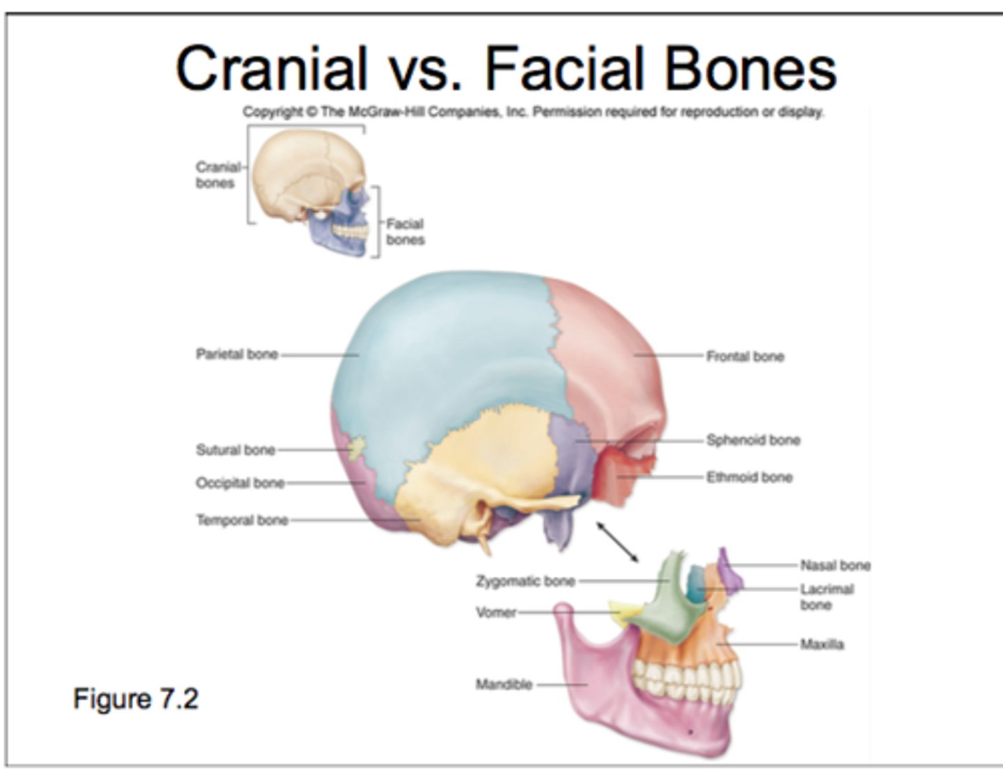 <p>Cranial protect brain; Facial form face and openings</p>