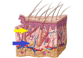 in the figure below, the yellow arrow is pointing to a ________ and the blue arrow is pointing to a ________ which is responsible for ________