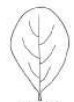 <p>Obovate</p>