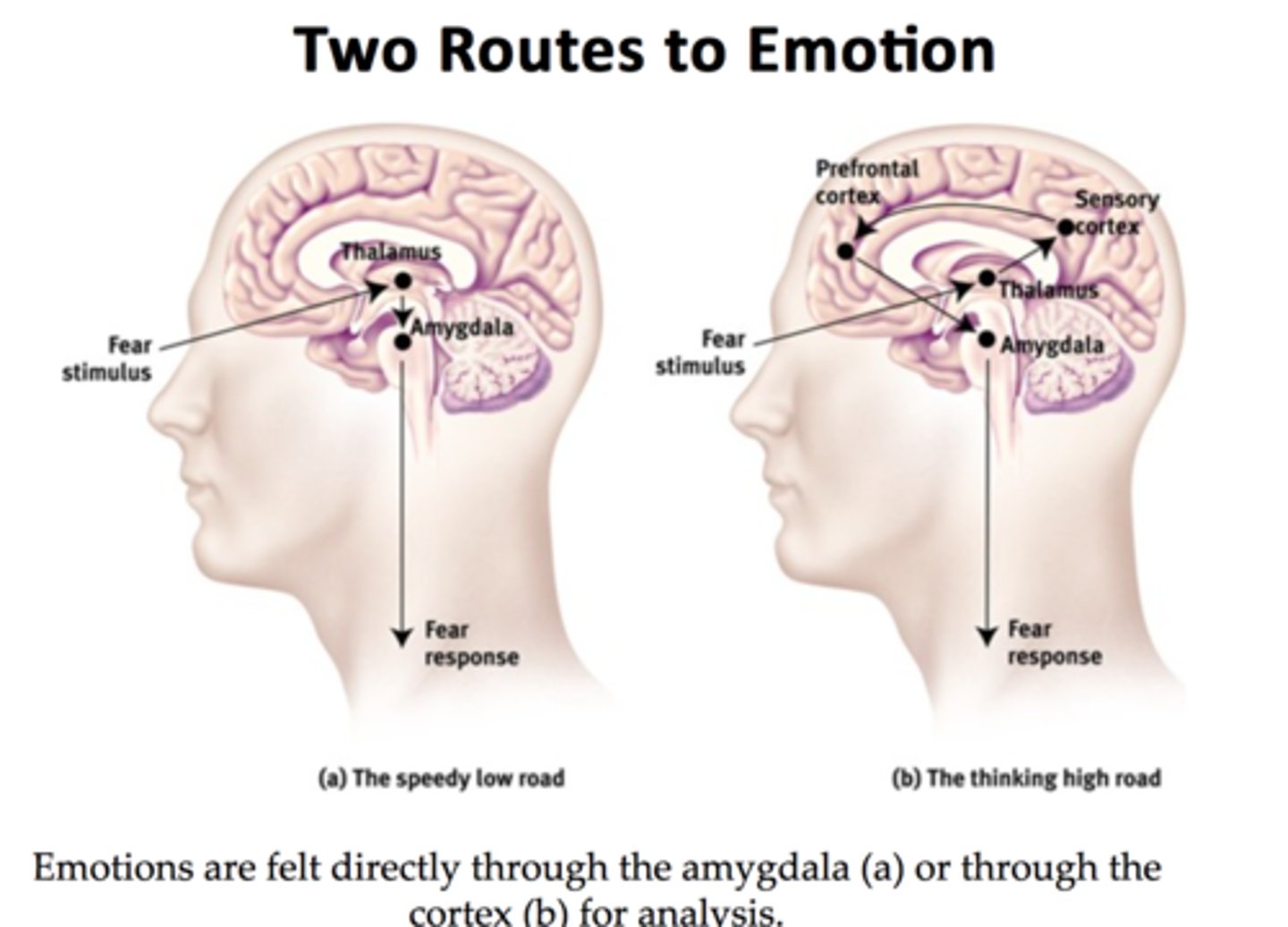 <p>- proposed that the amygdala serves as a "hub" of rapid emotional response, especially to sensory input involving threat.</p>