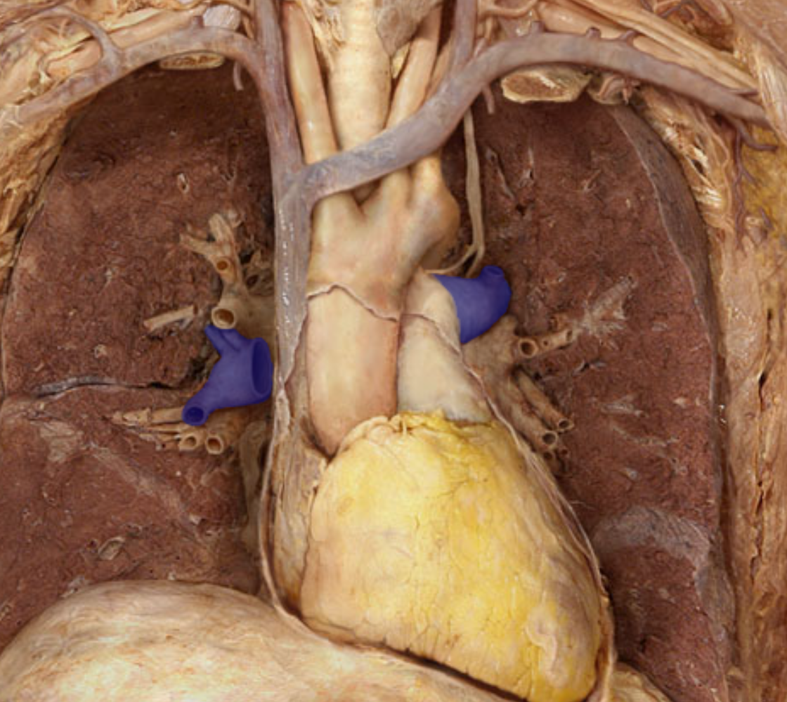 <p>Identify the structure</p>