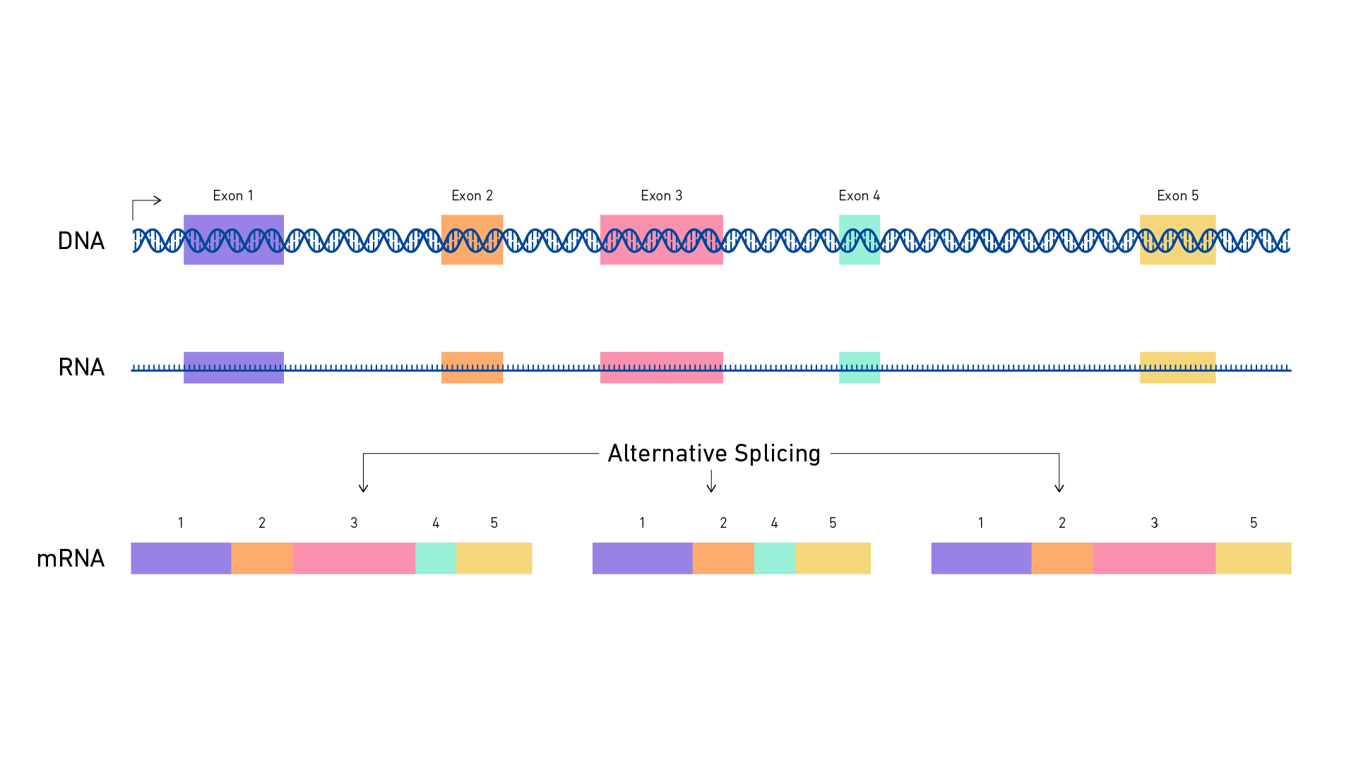 <ul><li><p>describes the phenomenon in which <strong>exons </strong>are joined in different combinations</p></li><li><p>allows a single <strong>gene </strong>to produce multiple <strong>mRNA </strong>transcripts</p></li></ul><p></p>