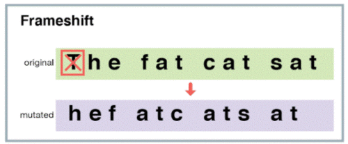 <p>A point mutation where either a base is either added or removed, which will change the primary structure of the protein.</p>