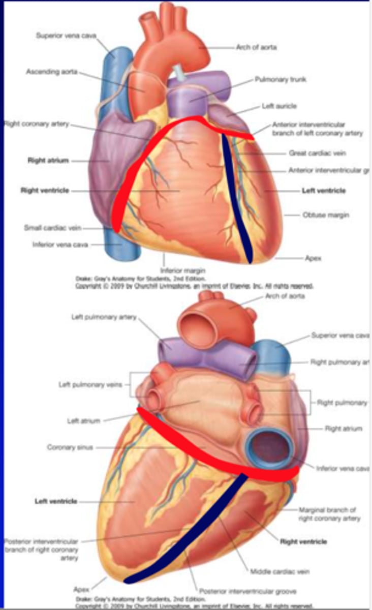 <p>demarcate the R &amp; L ventricles</p>