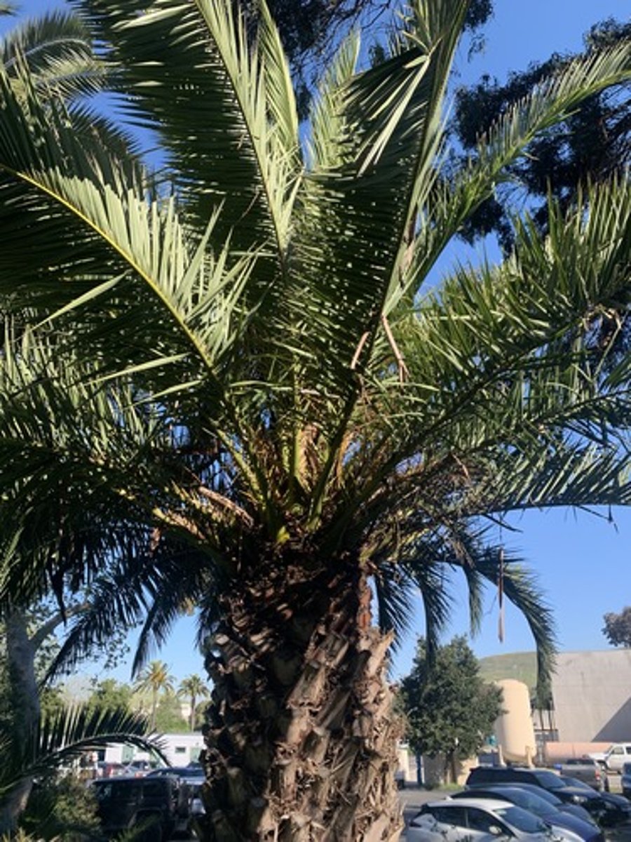 <p>Flat feather like fronds about 15-18' long, medium dark green, towards base spines appear, thin plasticky feeling, very dense and when mature look on Cali Blvd.</p>