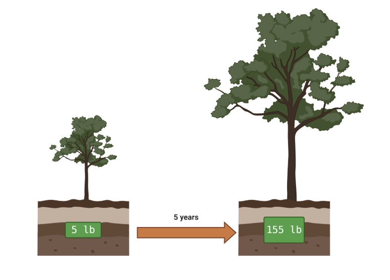 <p><span><span>What best explains the increase in mass of the tree?</span></span></p>