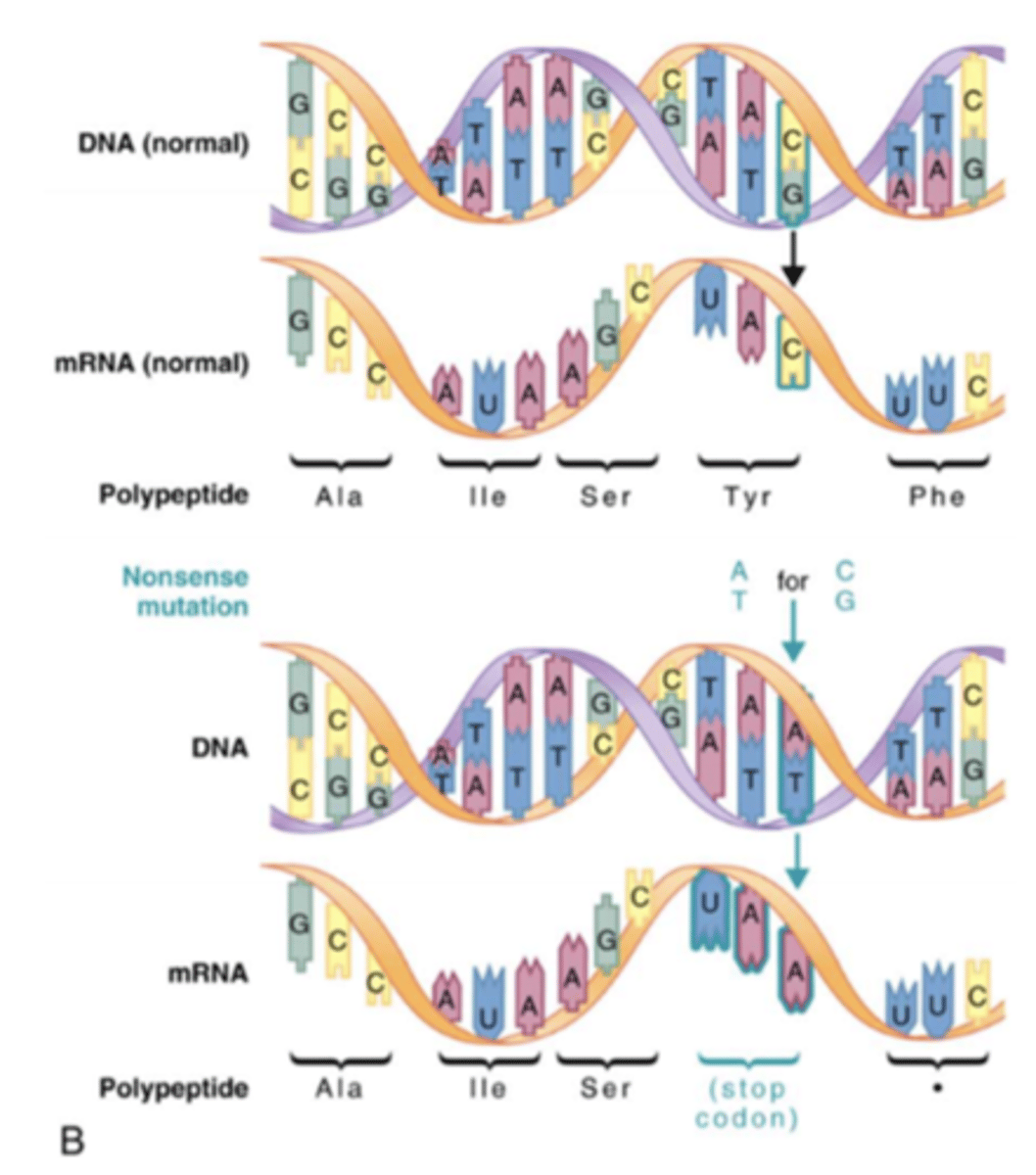 <p>der introduceres et af de tre stop-codons (UAA, UAG eller UGA) </p><p>På billedet: CG erstattes af AT og den nye triplet i DNA-strengen koder for et af de tre stop codons (UAA, UAG eller UGA) i mRNA-strengen. Stop codons afslutter translationen (dvs. oversættelsen) af mRNA til aminosyrer, og resulterer derfor i tidlig terminering (afslutning) af polypeptidkæden eller i ødelæggelse af selve transkriptet (mRNA-strengen) gennem en proces kendt som ”nonsense-mediated mRNA decay”.</p>