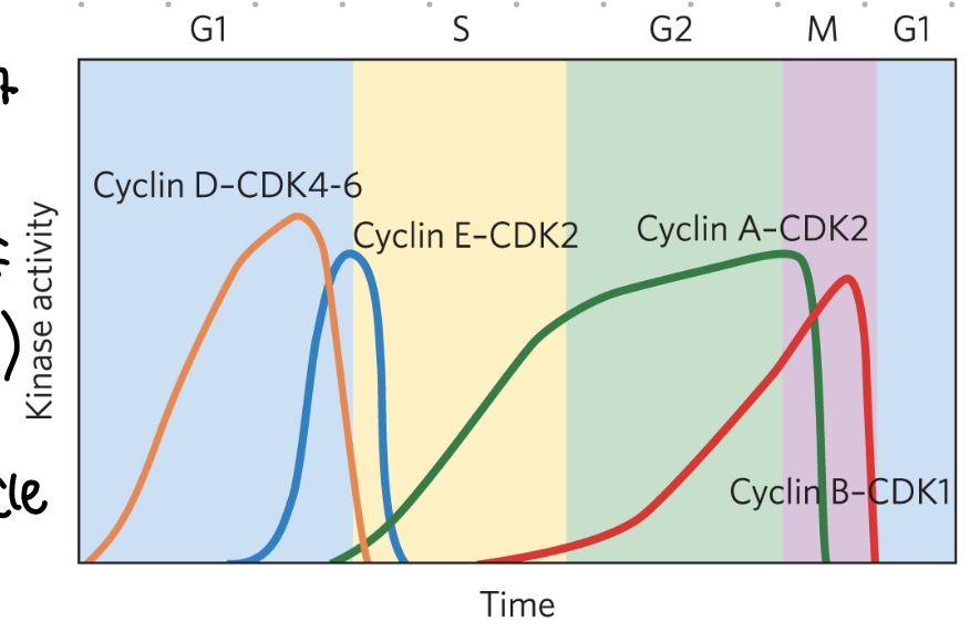 <p>activation of kinases</p><ul><li><p>levels may vary at phases</p></li><li><p>active CDKs phosphorylate proteins involved in regulation of cycle</p></li></ul><p></p>