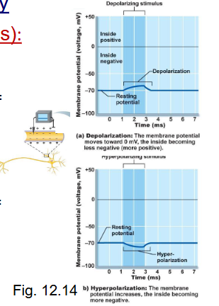 <ul><li><p>depolarization, because it brings the membrane potential closer to threshold </p></li></ul><p></p>