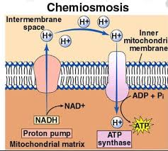 <p>Process of ATP production linked to proton movement.</p>
