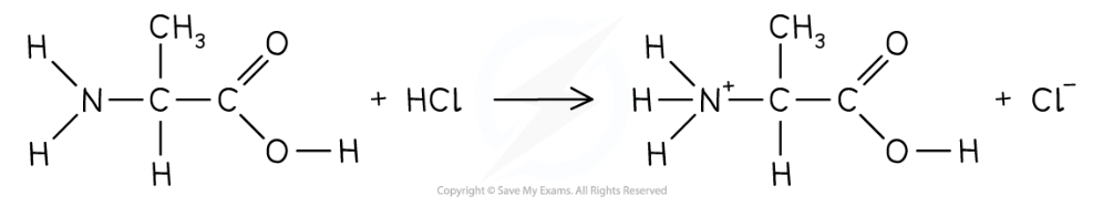 <p>Amine is basic and reacts with acids to make salts </p><p>e.g. amino acid reacts with HCl to form ammonium salt </p>
