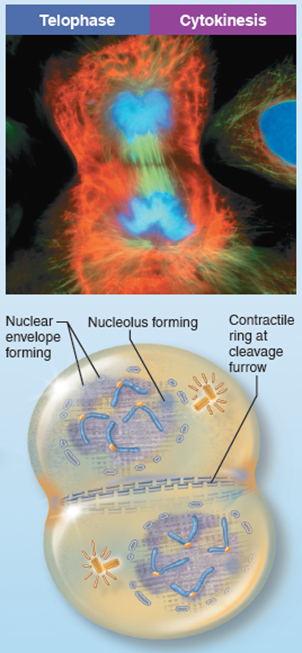 <p>Nuclear envelopes form around identical sets of chromosomes at 2 poles</p>