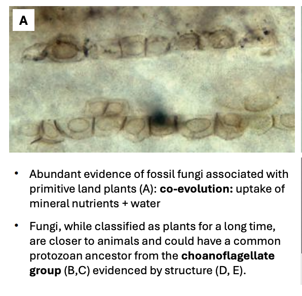 <p>Abundant evidence of fossil fungi associated with primitive land plants suggest _ due to fungi’s ability to<strong> enhance the uptake of mineral nutrients + water</strong></p>