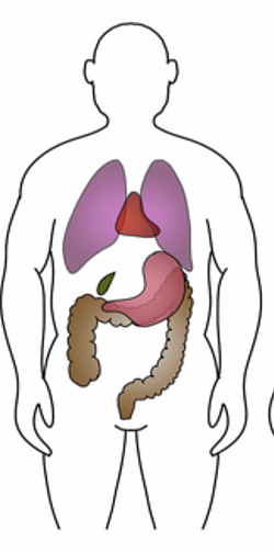 <p>build: moderately heavy</p><p>abdomen: moderately long</p><p>thorax: moderately short, broad and deep </p><p>pelvis: relatively small </p>