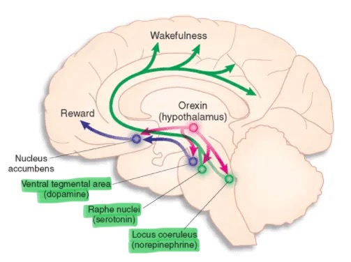 <p>-anxiety</p><p>-depression; SNRIs, TCAs, MAOIs</p><p>-locus ceruleus</p>