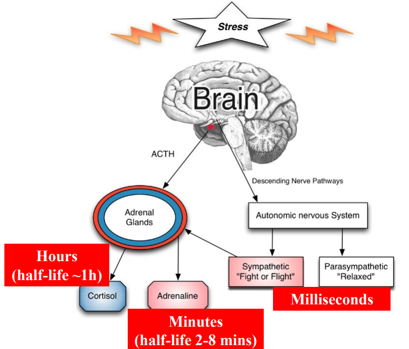 <p>Stress Response Loop</p>