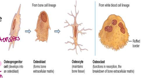 <ul><li><p>bone is either compact (dense) or spongy (holes)</p></li><li><p><strong>osteoprogenitor cells</strong> (like stem cells of the bone world, unspecialized) are cells that give rise to one of the following three cells</p><ol><li><p>osteoblasts: build the matrix </p></li><li><p>osteocytes: maintain the matrix</p></li><li><p>osteoclasts: resorb (breakdown) the matrix (because want it fresh)</p></li></ol></li><li><p>the cells of the connective tissue are separated by a matric that consists of</p><ul><li><p>collagen fibers for flexibility</p></li><li><p>ground substances: <strong>hydroxyapatite crystals</strong> for strength → made from insoluble calcium phosphate salts</p><ul><li><p>gives bone its characteristic strength</p></li><li><p>insoluble → otherwise bones would liquidify</p></li></ul></li><li><p>water</p></li></ul></li></ul><p></p>