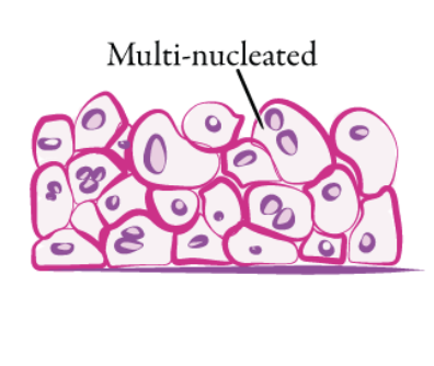<p>stratified, multi-layered tissue with cuboidal to squamous cells. </p>