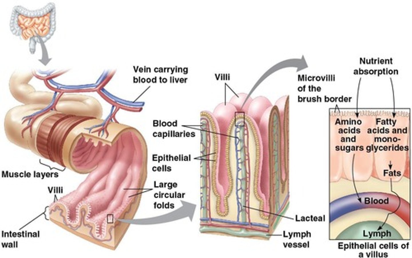 <p>Villi are finger-like projections in the small intestine that increase surface area for nutrient absorption, while microvilli are smaller projections on the villi.</p>