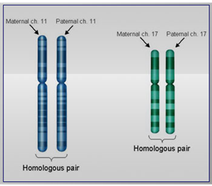 <p><span>A pair of the same chromosome</span></p><p><span>Eukaryotic cells generally contain a pair of each chromosome (one maternal and one paternal)</span></p>
