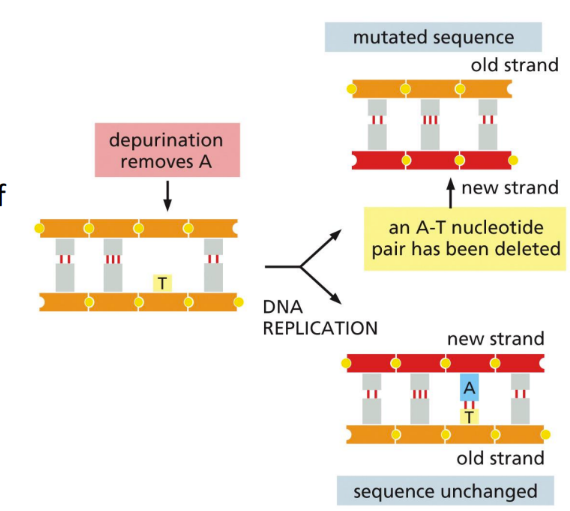 <p><span>Spontaneous loss of ~5,000 purines (A or G) bases lost per cell per day because of hydrolysis of the glycosyl linkage to deoxyribose&nbsp;</span></p><ul><li><p class="Paragraph SCXW90381581 BCX0" style="text-align: left"><span>Occurs when the bond connecting the purine to the sugar is broken by a water molecule&nbsp;</span></p><ul><li><p class="Paragraph SCXW90381581 BCX0" style="text-align: left"><span>Resulting in a purine free nucleotide that can’t act as a temple during replication&nbsp;</span></p></li><li><p class="Paragraph SCXW90381581 BCX0" style="text-align: left"><span>A hydroxyl group is left instead of the nitrogenous base group&nbsp;</span></p></li></ul></li></ul><ul><li><p class="Paragraph SCXW90381581 BCX0" style="text-align: left"><span>MOST COMMON&nbsp;</span></p></li><li><p class="Paragraph SCXW90381581 BCX0" style="text-align: left"><span>Can result in a complete loss of both bases (deletion of base pairs)&nbsp;</span></p></li></ul><p></p>